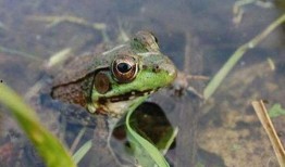 泥蛙养殖爆料怎么做视频,视频制作攻略与技巧揭秘